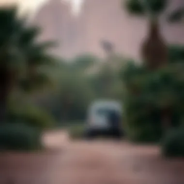 Magnificent The Bani Yas Forest Area: A Comprehensive Exploration