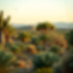 The Bani Yas Forest Area: A Comprehensive Exploration Introduction