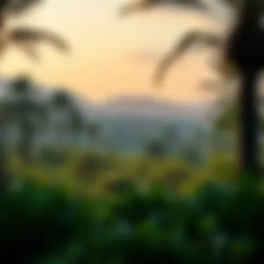 The Bani Yas Forest Area: A Comprehensive Exploration Summary